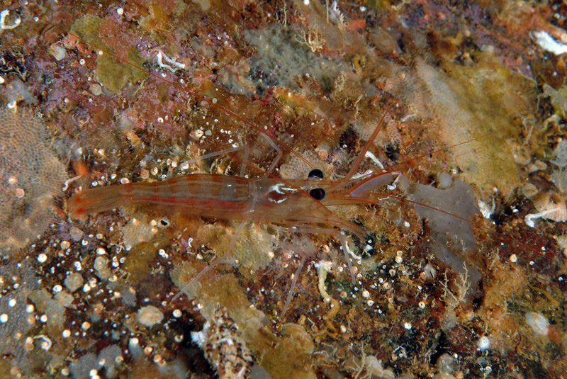 Lysmata seticaudata